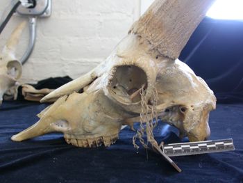 Media type: image;   Mammalogy 25355
